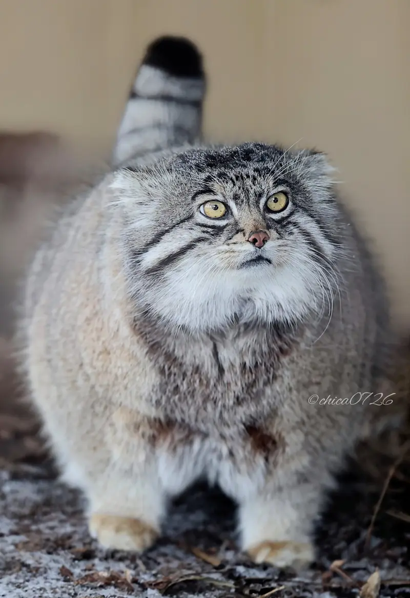 Фотография Груши в Зоопарке Асахияма