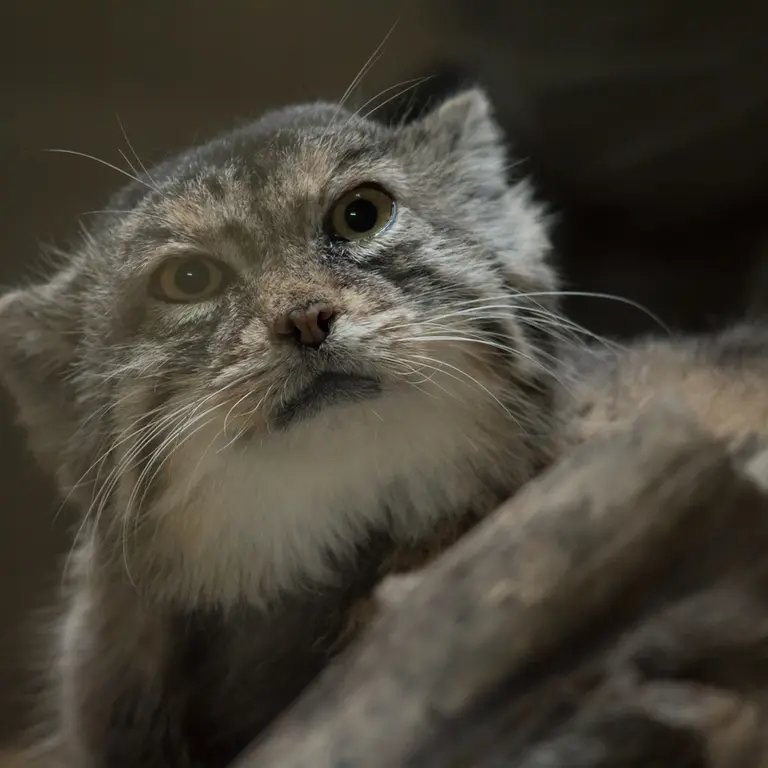 Фотография Примулы в Зоопарке Уено