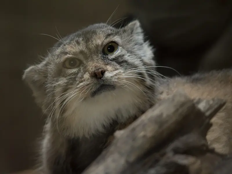 Фотография Примулы в Зоопарке Уено