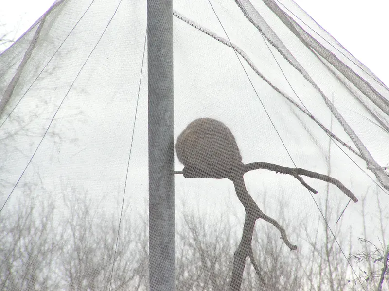 Фотография Бат-Эрдэнэ в Лэйклэнде Вайлдлайф Оазисе