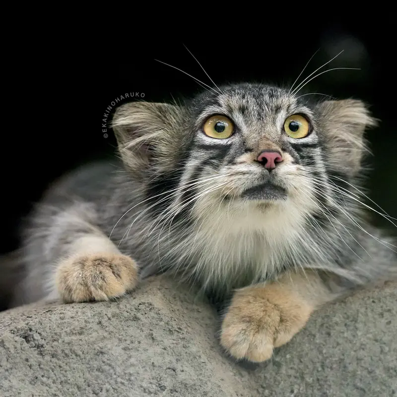 Фотография Ото в Царстве Животных Кобе