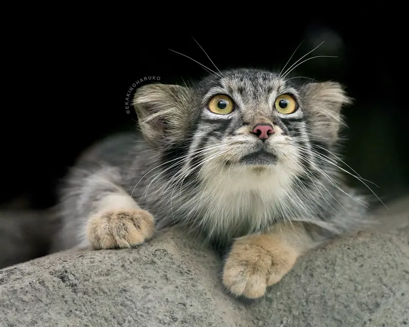 Фотография Ото в Царстве Животных Кобе