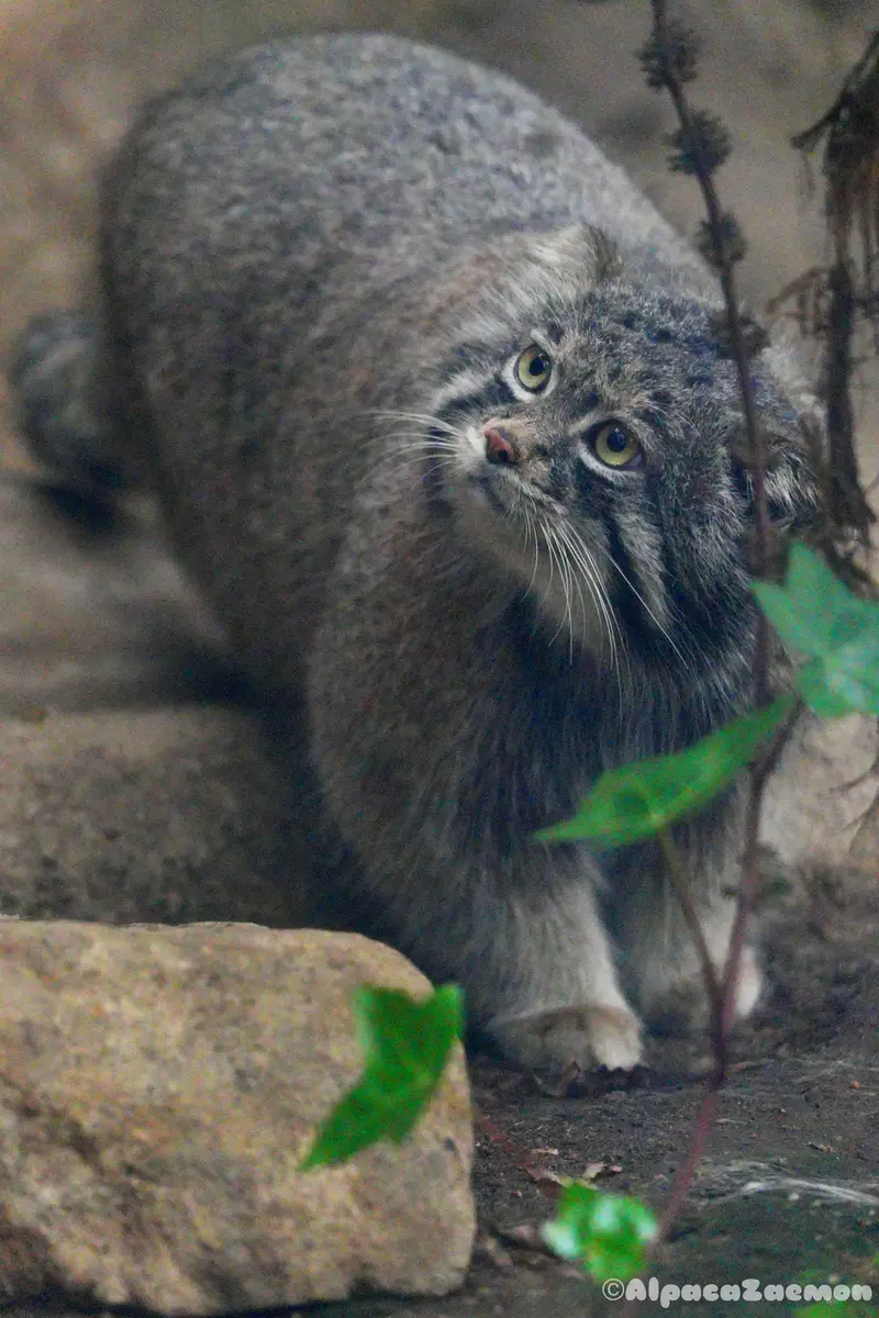 Фотография Нара в Царстве Животных Кобе