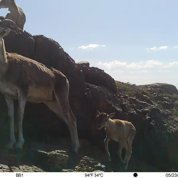 Фотография Аргали с фотоловушки Актас-Кункора