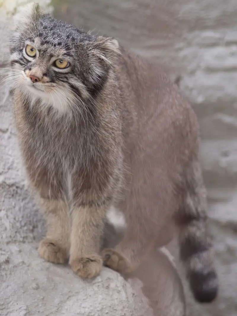 Фотография Фиги в Зоопарке Ногеяме