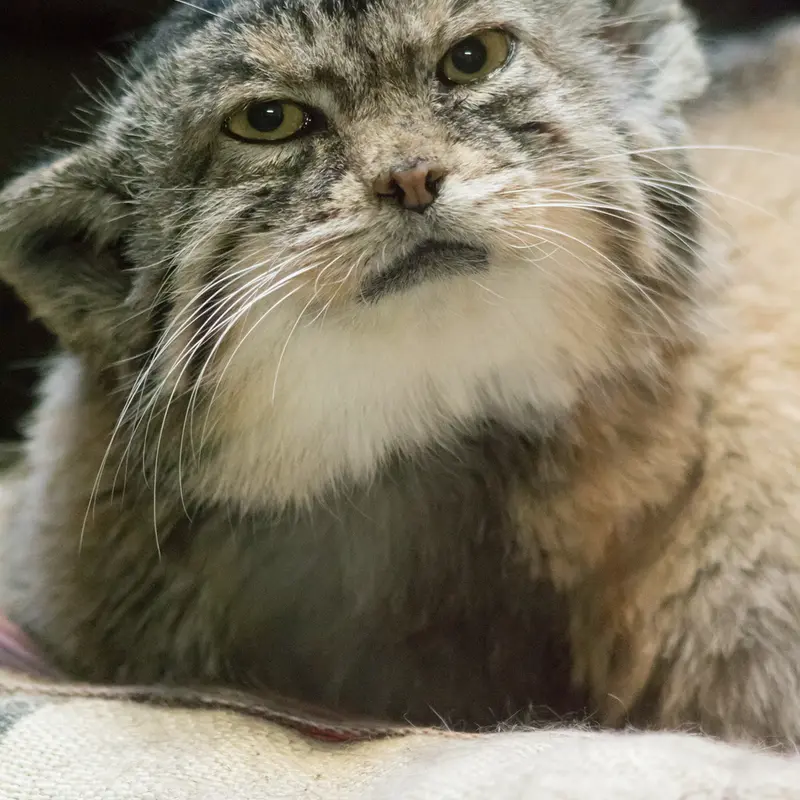 Фотография Примулы в Зоопарке Уено