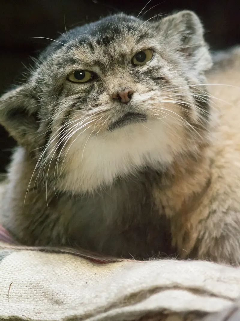 Фотография Примулы в Зоопарке Уено