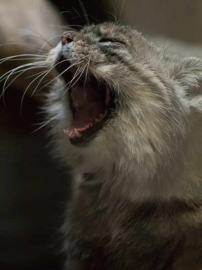 Фотография Примулы в Зоопарке Уено