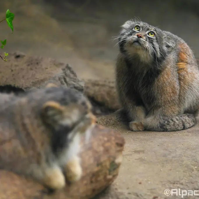 Фотография Аз и Нара в Царстве Животных Кобе