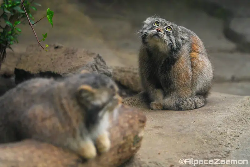 Фотография Аз и Нара в Царстве Животных Кобе