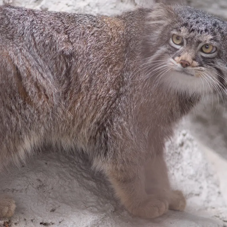 Фотография Фиги в Зоопарке Ногеяме