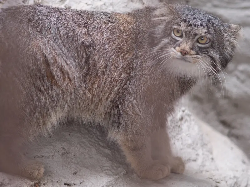 Фотография Фиги в Зоопарке Ногеяме