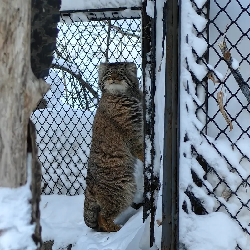 Фотография Ачи в Новосибирском Зоопарке