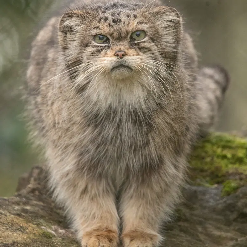 Фотография Джучи в Парке Диких Животных Хоулеттс