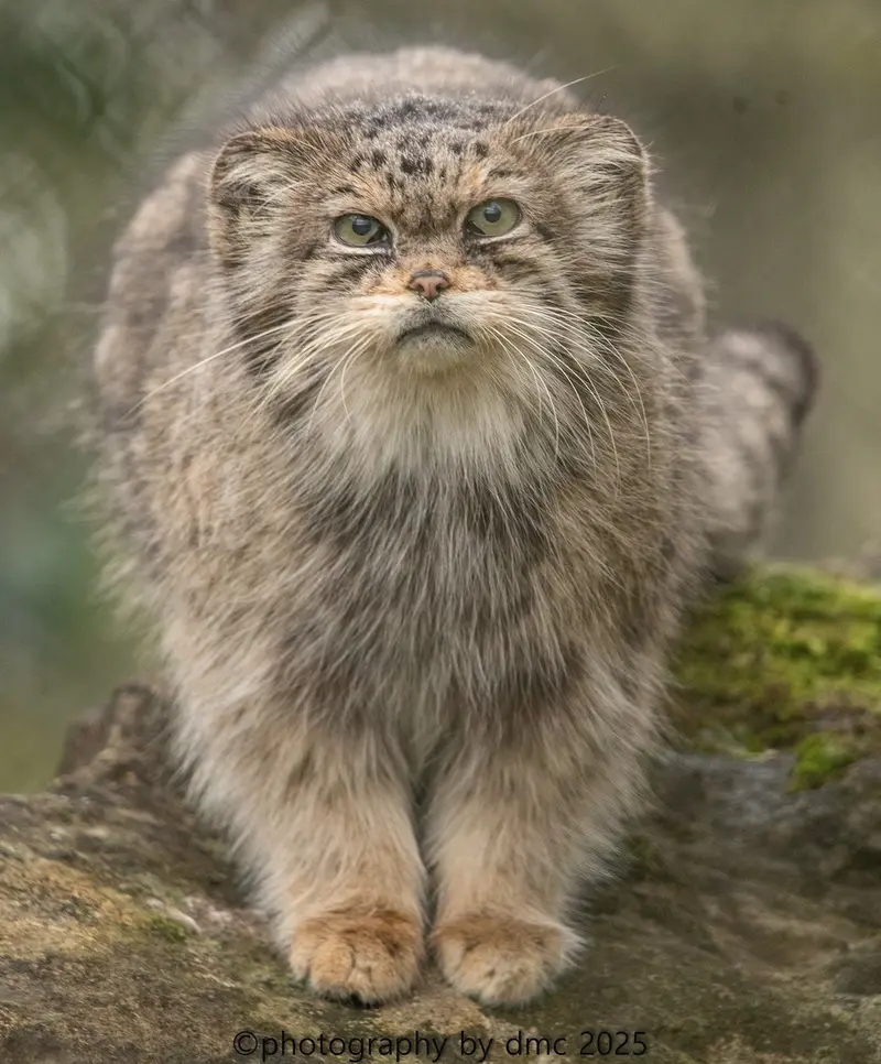 Фотография Джучи в Парке Диких Животных Хоулеттс