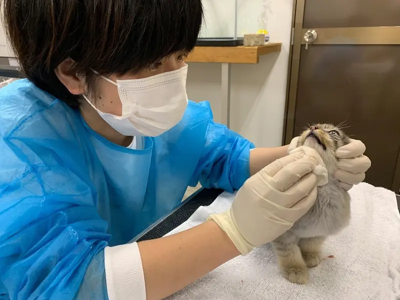 Фотография с манулом