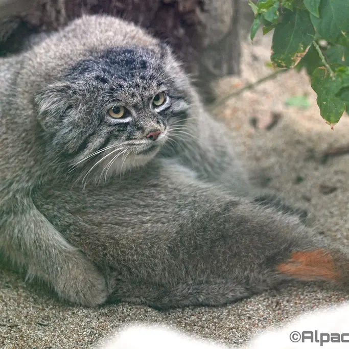 Фотография Нара в Царстве Животных Кобе