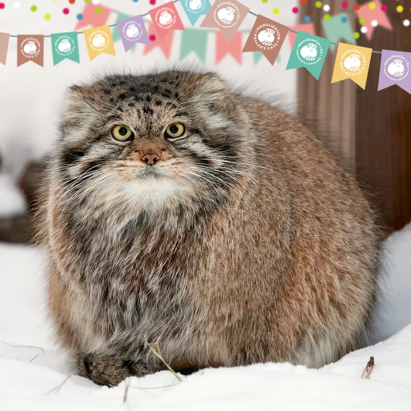 Фотография с манулом