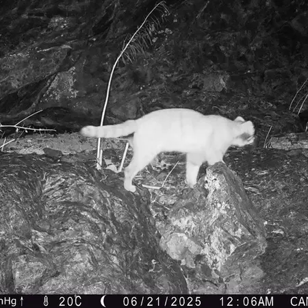 Фотография Сибирского Манула с фотоловушки Жунды 1