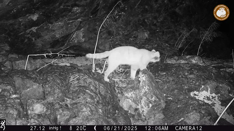 Фотография Сибирского Манула с фотоловушки Жунды 1