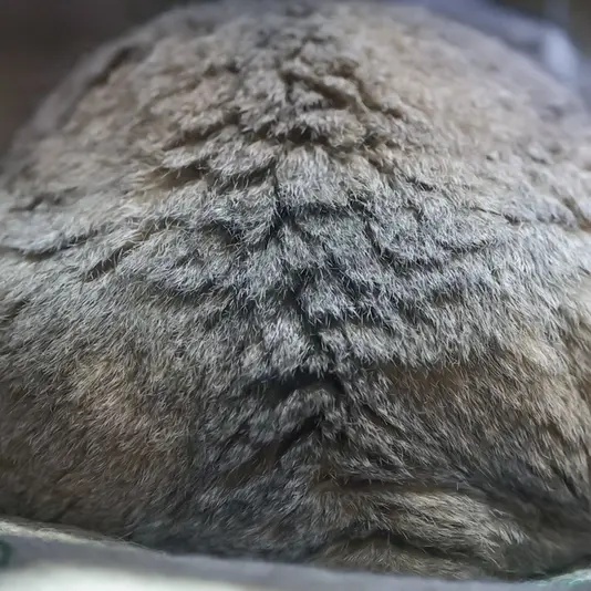 Фотография Примулы в Зоопарке Уено