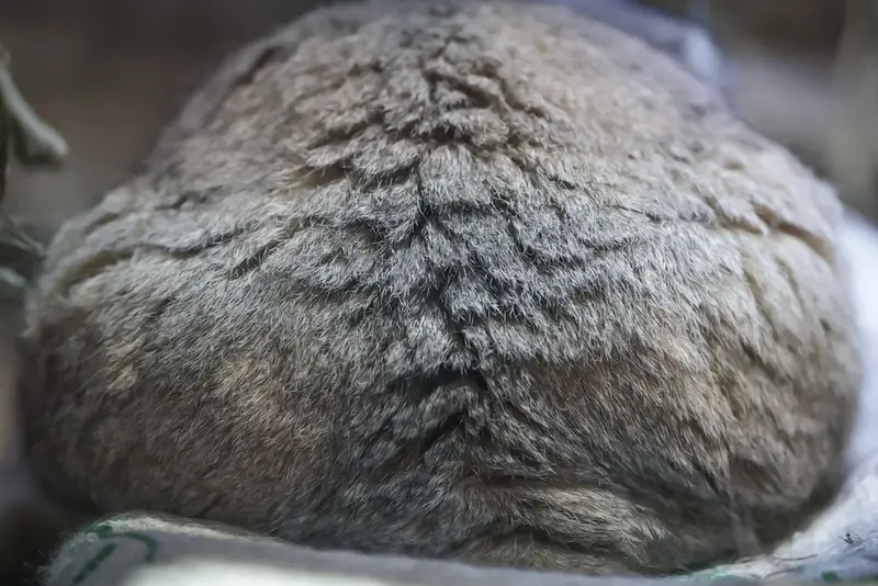 Фотография Примулы в Зоопарке Уено