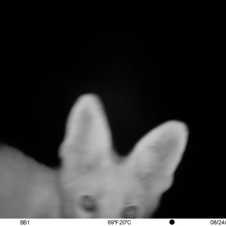 Фотография Рыжей лисицы с фотоловушки Актас-Кункора [новинка]