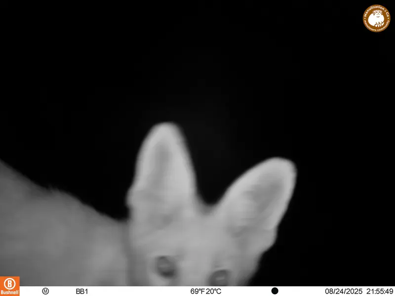 Фотография Рыжей лисицы с фотоловушки Актас-Кункора [новинка]