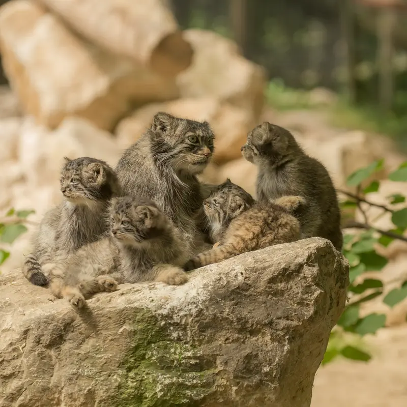 Фотография Улан-Батор и Ухани в Сафари-заповеднике Люминьи