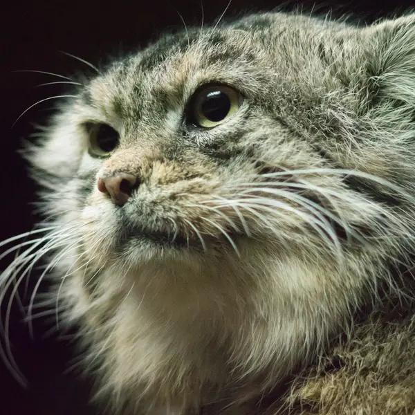 Фотография Примулы