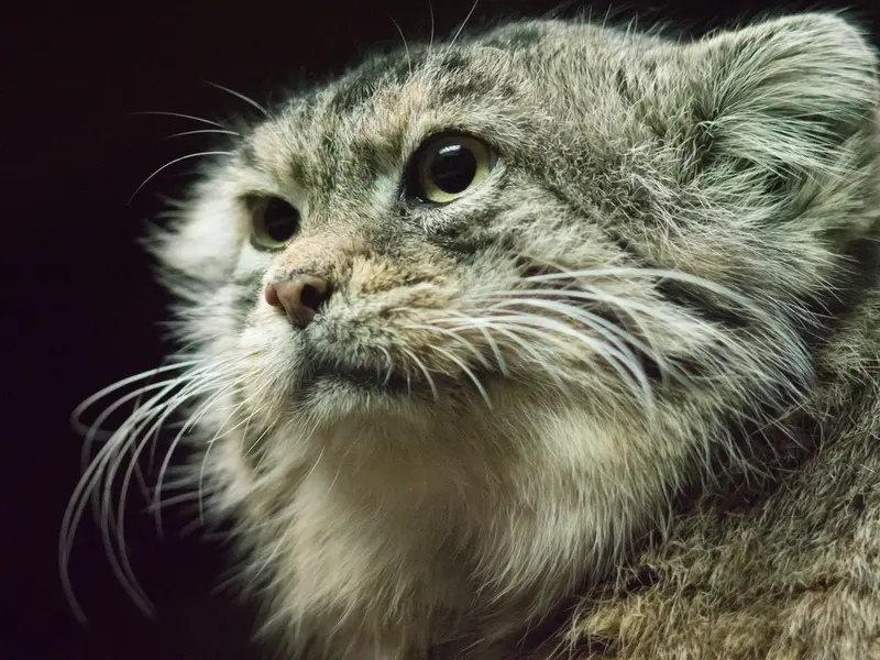 Фотография Примулы