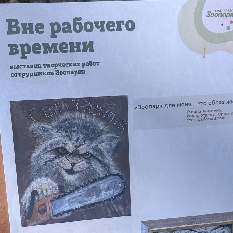 Фотография с манулом в Ленинградском Зоопарке