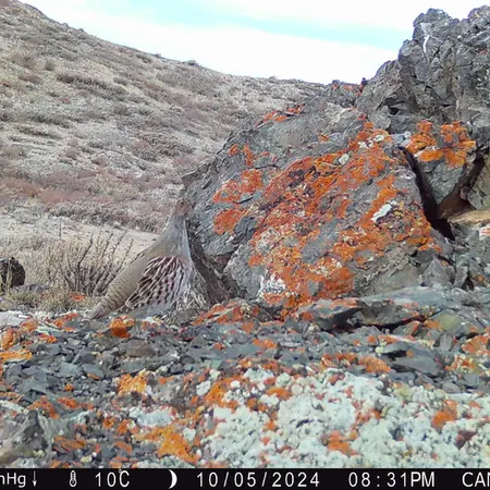 Фотография Сераи Куропатки с фотоловушки Жиланды