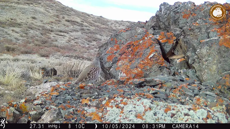 Фотография Сераи Куропатки с фотоловушки Жиланды