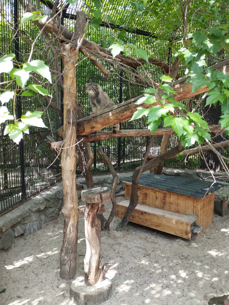 Фотография с манулом в Новосибирском Зоопарке