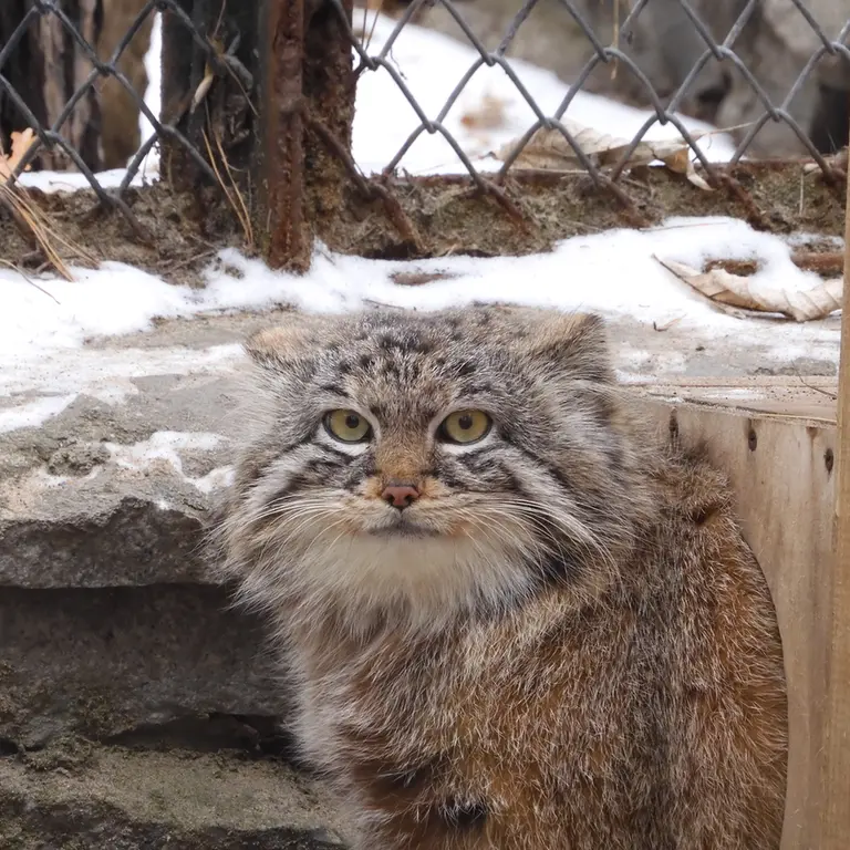 Фотография Руфа в Новосибирском Зоопарке