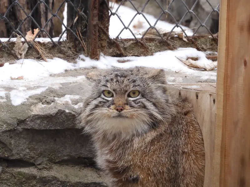 Фотография Руфа в Новосибирском Зоопарке