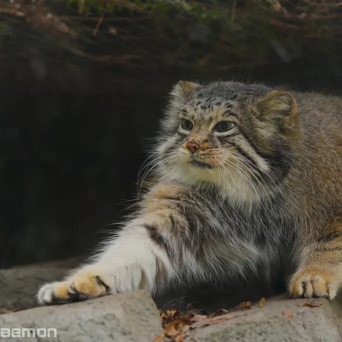 Фотография Аз в Царстве Животных Кобе