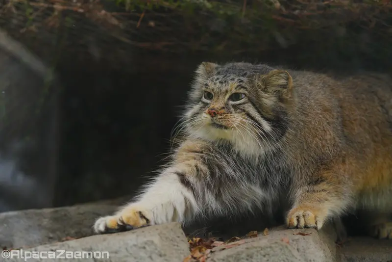 Фотография Аз в Царстве Животных Кобе