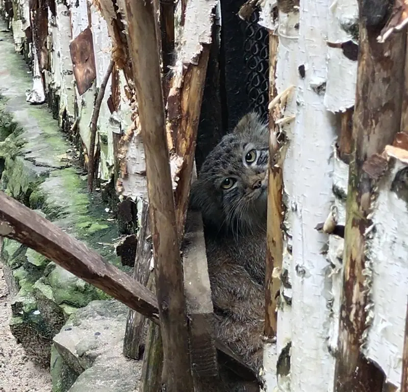 Фотография с манулом в Новосибирском Зоопарке