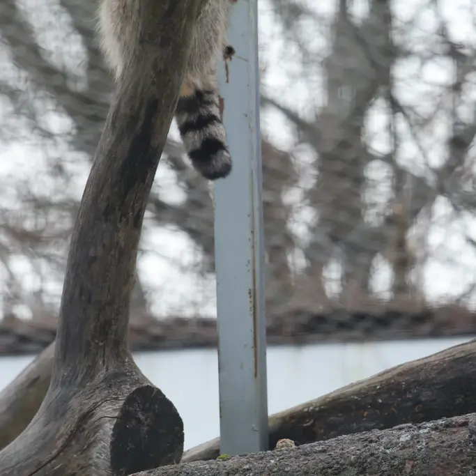 Фотография с манулом
