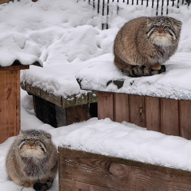 Фотография Евчика 2024 Г.р. Ⅱ в Новосибирском Зоопарке