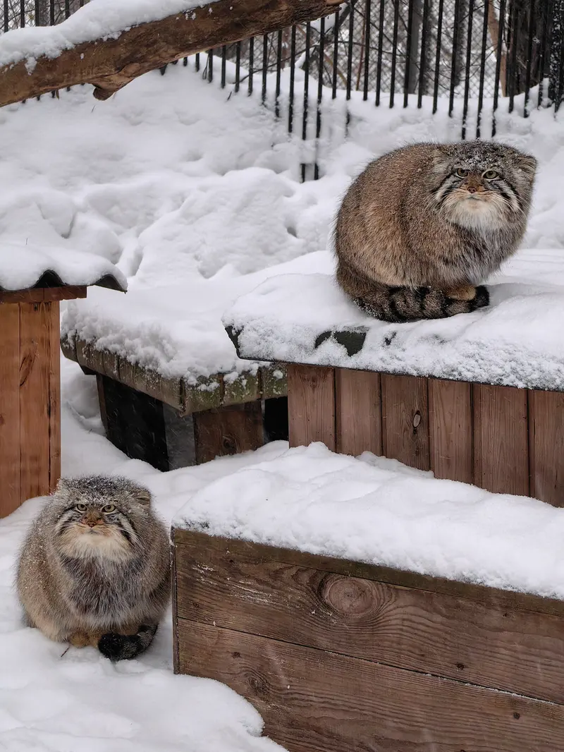 Фотография Евчика 2024 Г.р. Ⅱ и Евчика 2024 Г.р. Ⅳ в Новосибирском Зоопарке