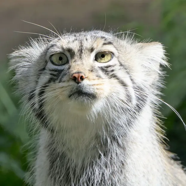 Фотография Эола в Таллинском Зоопарке