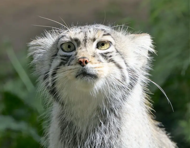 Фотография Эола в Таллинском Зоопарке