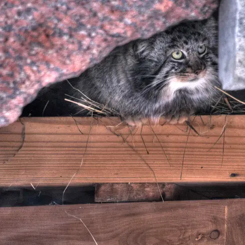 Фотография Дарлая в Московском Зоопарке