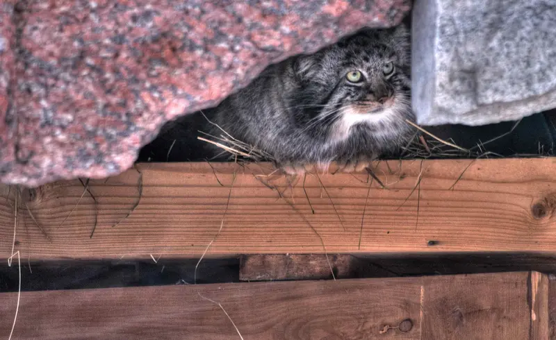 Фотография Дарлая в Московском Зоопарке