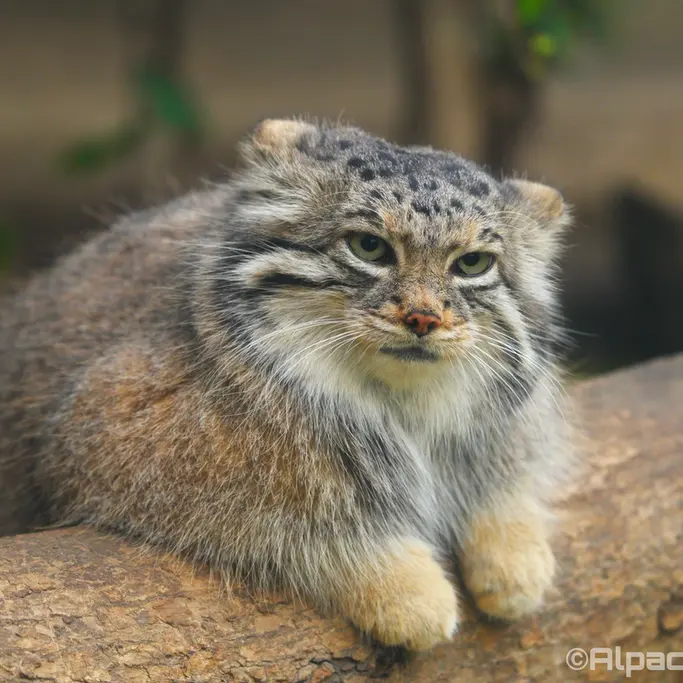 Фотография Аз в Царстве Животных Кобе