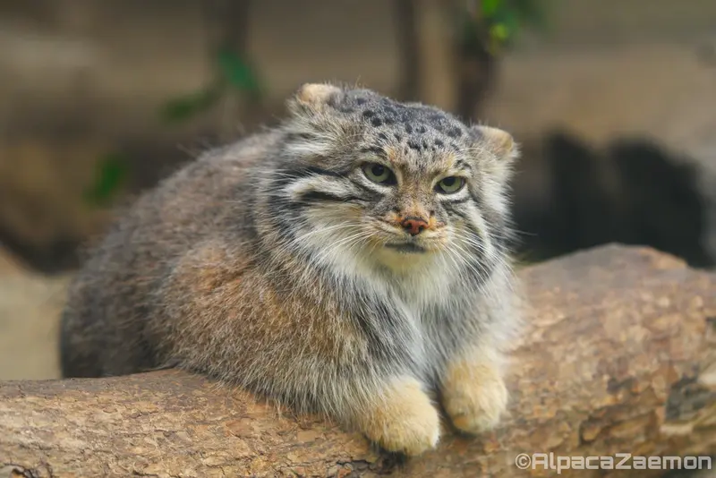 Фотография Аз в Царстве Животных Кобе