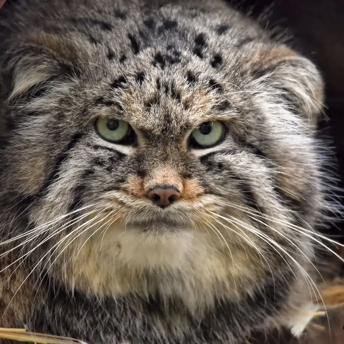 Фотография Алтая в Сафари-заповеднике Люминьи
